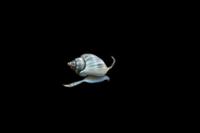 picture of Nassarius Snail Sml                                                                                  Nassarius sp.